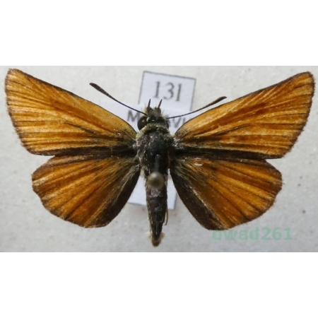 Thymelicus lineola (Ochsenheimer, 1808) Karłątek ryska Czech13l